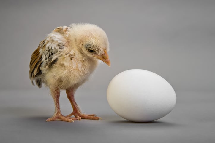 Chicken or the Egg Came First?